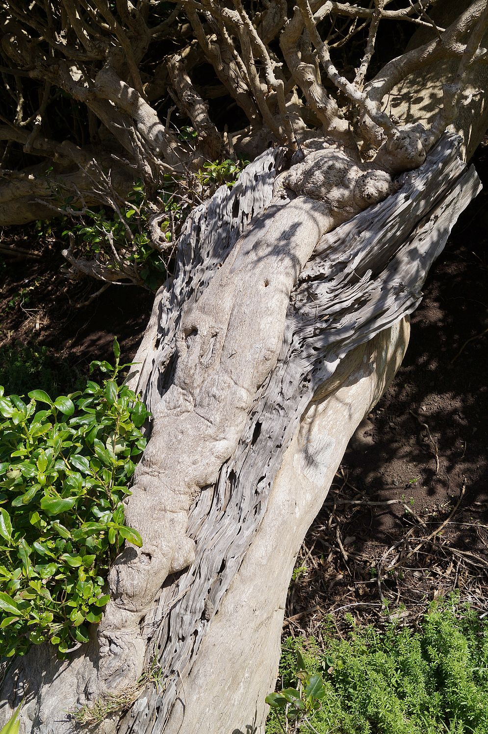 Projekt „Mein Baum“ – Bild 1