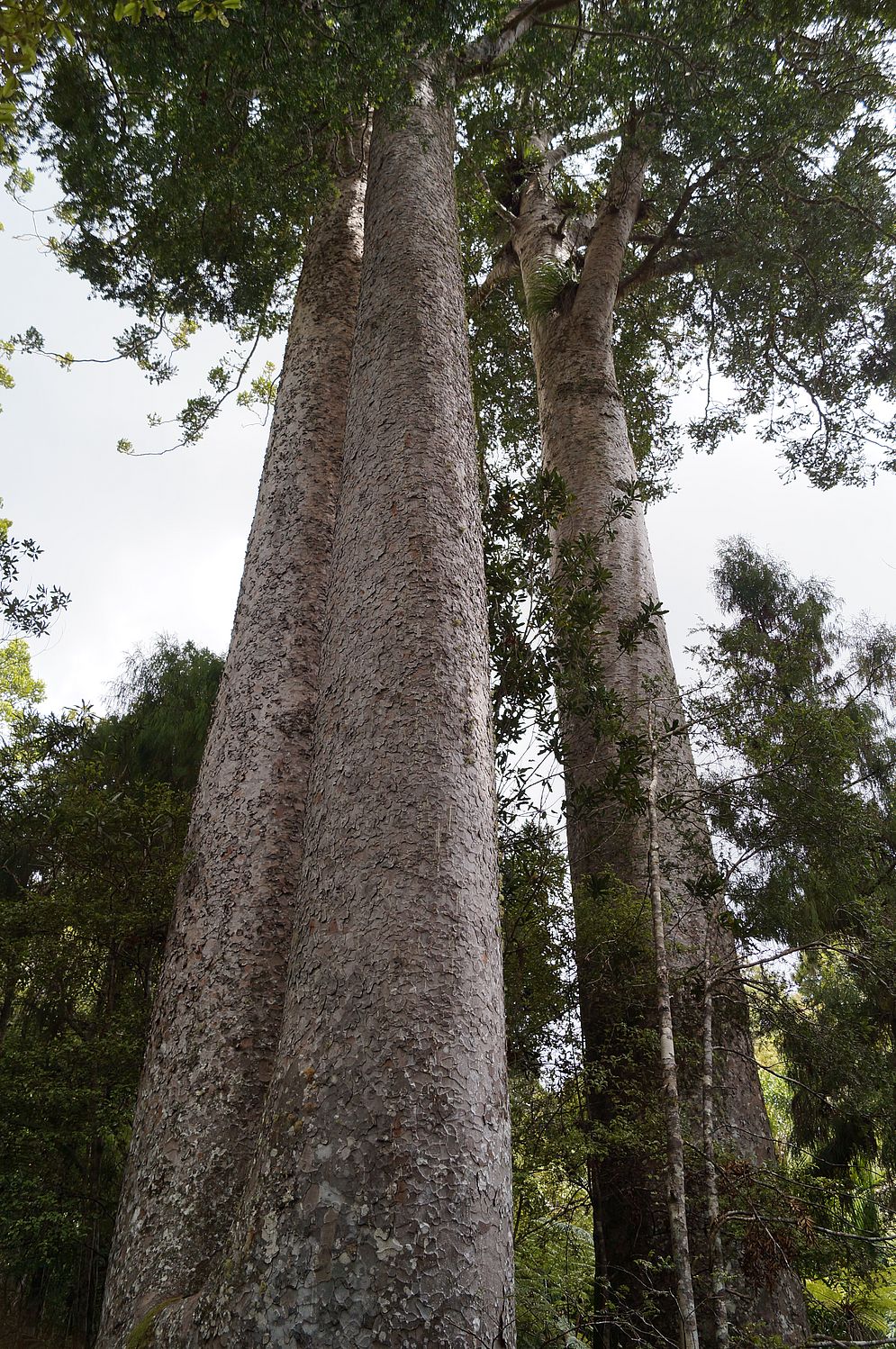 Projekt „Mein Baum“ – Bild 2