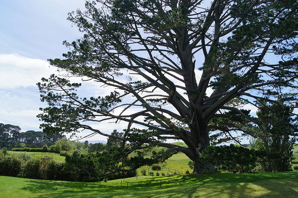 Projekt „Mein Baum“ – Bild 5