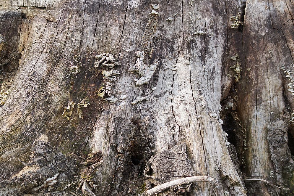 Projekt „Mein Baum“ – Bild 17