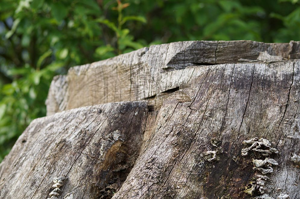 Projekt „Mein Baum“ – Bild 19