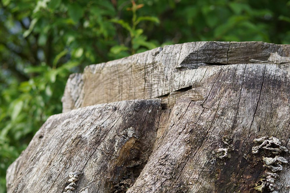 Projekt „Mein Baum“ – Bild 20