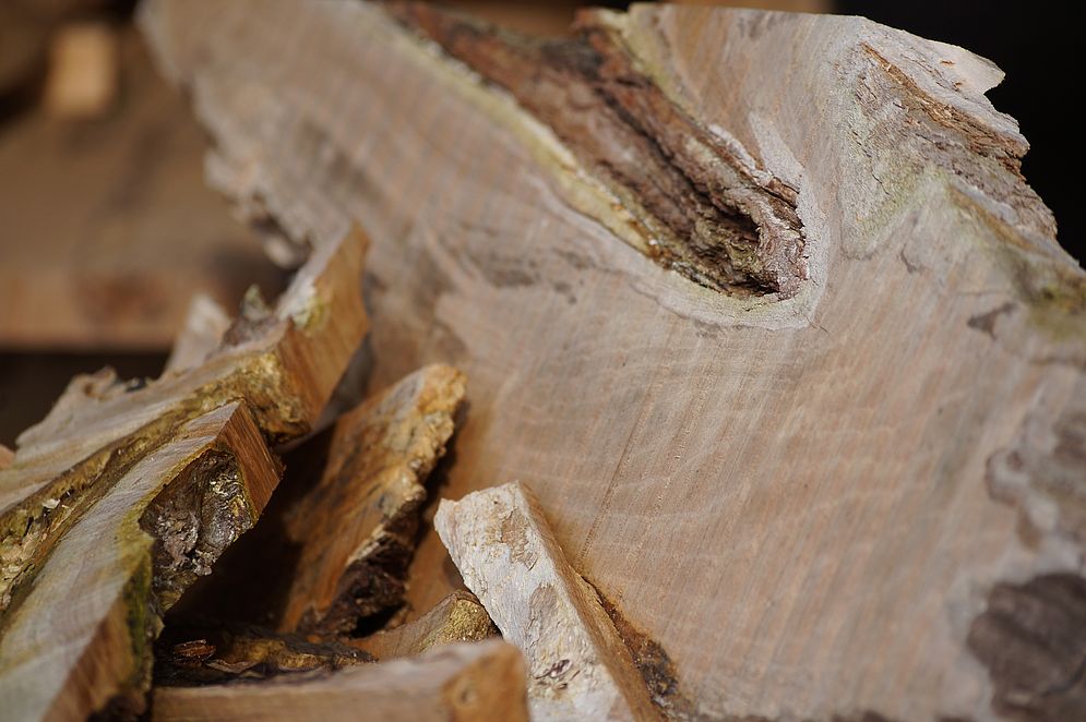 Projekt „Mein Baum“ – Bild 22