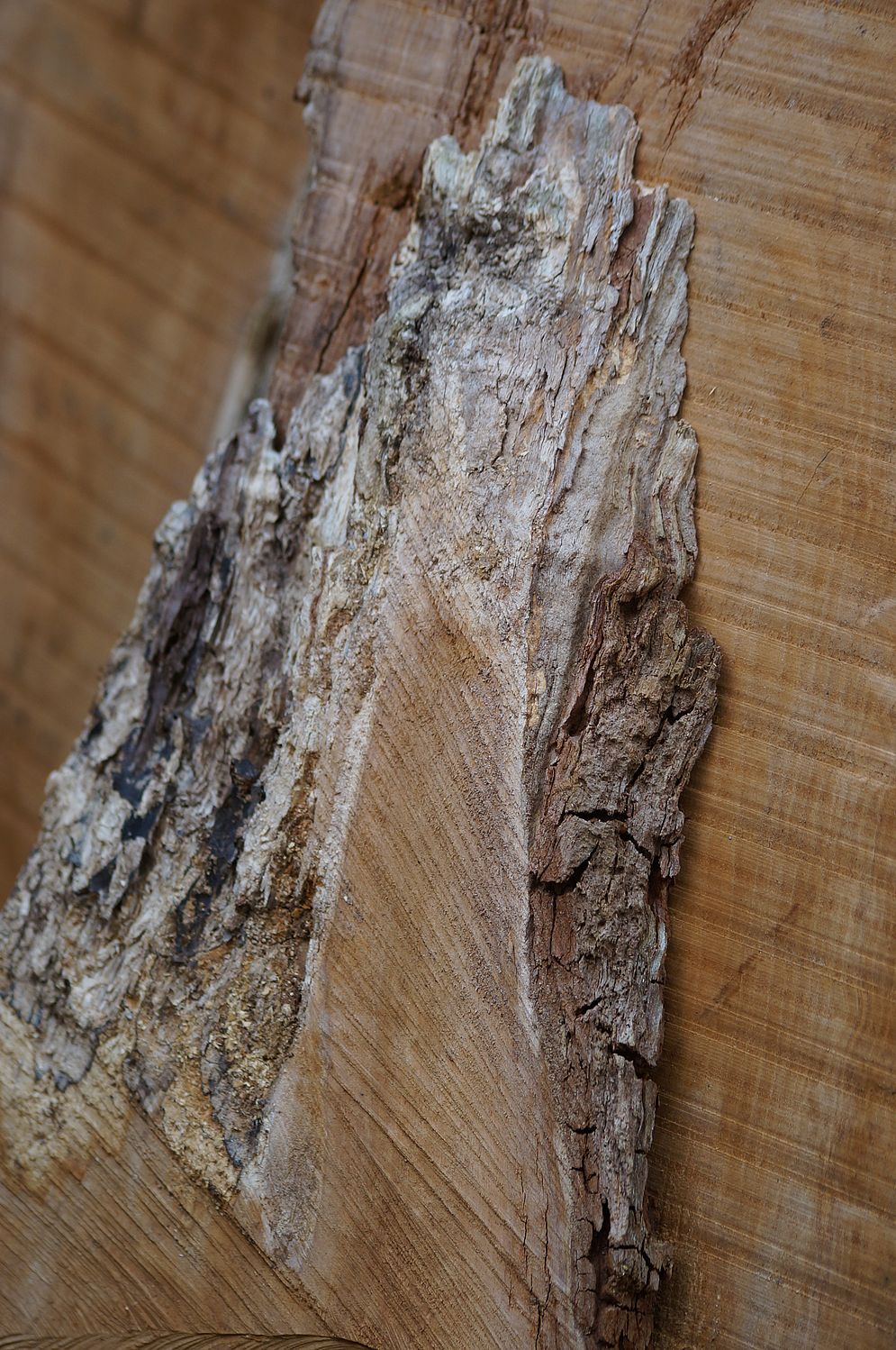 Projekt „Mein Baum“ – Bild 25