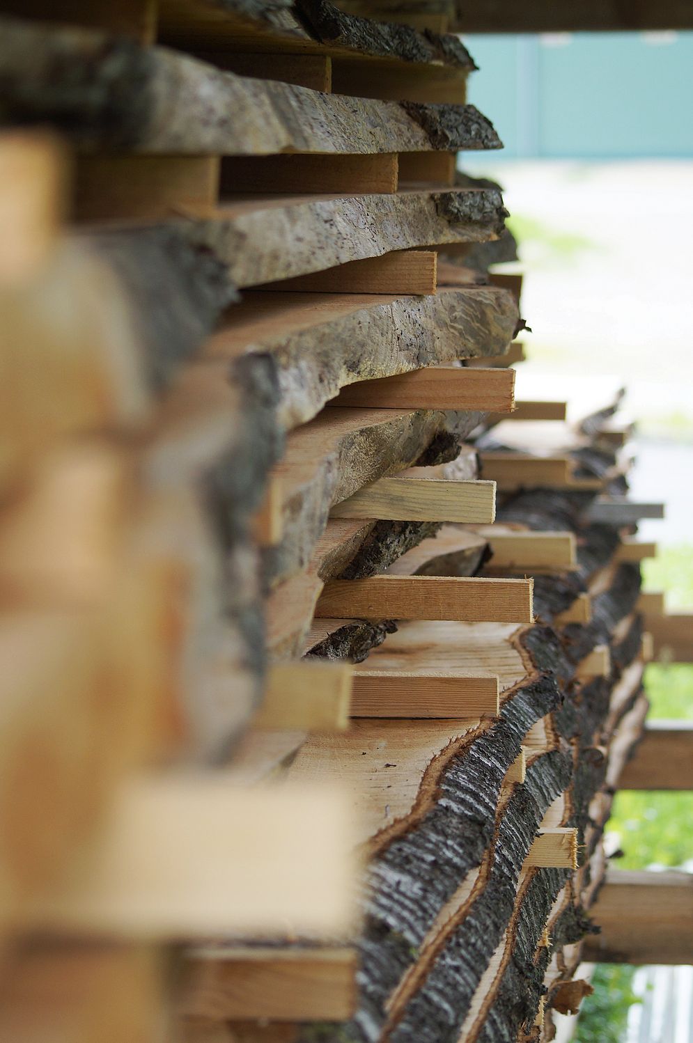Projekt „Mein Baum“ – Bild 27