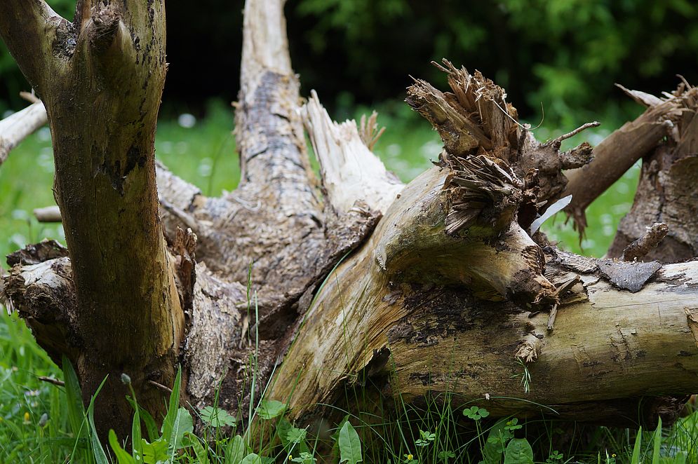 Projekt „Mein Baum“ – Bild 29