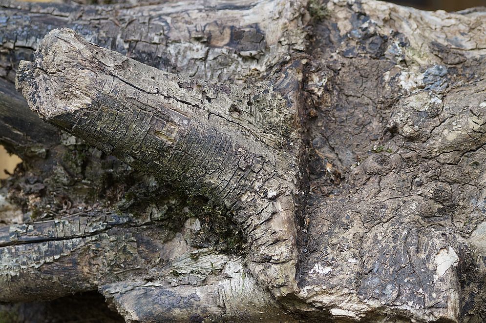 Projekt „Mein Baum“ – Bild 30