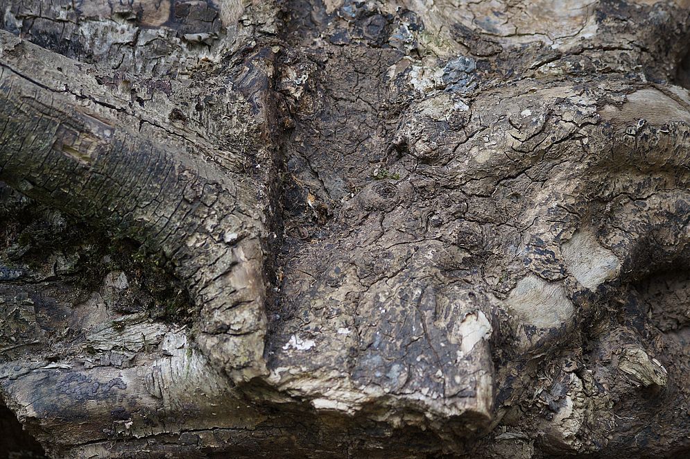 Projekt „Mein Baum“ – Bild 31
