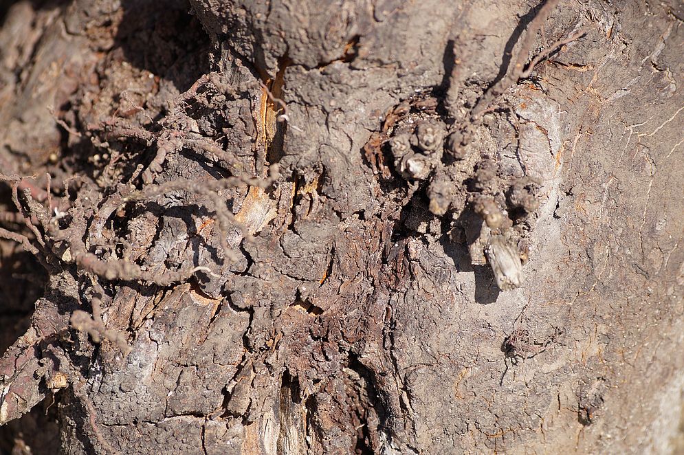 Projekt „Mein Baum“ – Bild 35