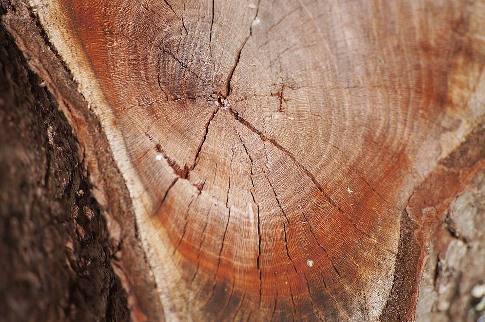 Projekt „Mein Baum“ – Bild 36